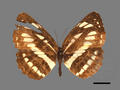 Neptis hylas subsp. luculenta (specimen)