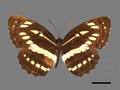 Neptis hylas subsp. luculenta (specimen)