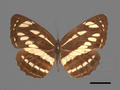 Neptis hylas subsp. luculenta (specimen)