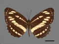 Neptis hylas subsp. luculenta (specimen)