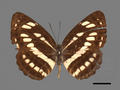 Neptis hylas subsp. luculenta (specimen)