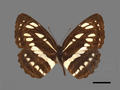 Neptis hylas subsp. luculenta (specimen)