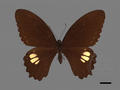 Papilio castor subsp. formosanus (specimen)