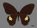 Papilio castor subsp. formosanus (specimen)