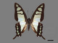 Graphium cloanthus subsp. kuge (specimen)