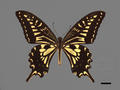 Papilio xuthus subsp. koxinga (specimen)