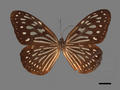 Radena similis (specimen)