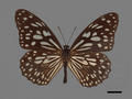 Tirumata limniace subsp. limniace (specimen)