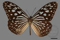 Radena similis similis (specimen)