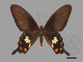 Pachliopa aristolochiae subsp. interposita (specimen)