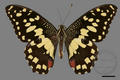 Papilio xuthus (specimen)