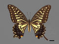 Papilio xuthus subsp. koxinga (specimen)