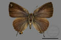 Rapala varuna formosana (specimen)