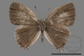 Chliaria kina inari (specimen)