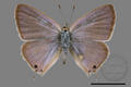 Lampides boeticus (specimen)