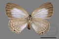 Jamides alecto dromicus (specimen)