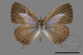 Nacaduba kurava therasia (specimen)