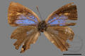 Chrysozephyrus disparatus pseudotaiwanus (specimen)