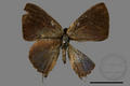 Rapala varuna formosana (specimen)