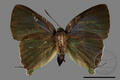 Deudorix eryx horiella (specimen)