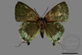 Deudorix eryx horiella (specimen)