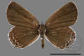 Tongeia hainani (specimen)