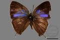 Chrysozephyrus mushaellus (specimen)