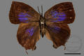 Mahathala ameria hainani (specimen)