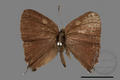 Strymonidia eximia mushana (specimen)