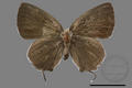 Deudorix chandrana kuyaniana (specimen)
