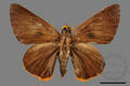 Bibasis jaina formosana (specimen)