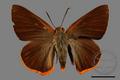 Bibasis jaina formosana (specimen)