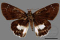 Tagiades cohaerens cohaerens (specimen)