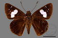 Notocrypta curvifascia cruvifascia (specimen)