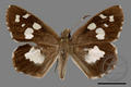 Udaspes folus (specimen)