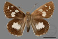 Udaspes folus (specimen)