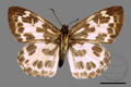 Abraximorpha davidii ermasis (specimen)