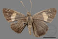 Notocrypta curvifascia cruvifascia (specimen)