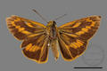 Telicota ohara formosana (specimen)