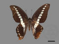 Graphium sarpedon subsp. connectens (specimen)