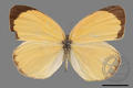 Graphium sarpedon connectens (specimen)