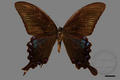 Papilio bianor takasago (specimen)