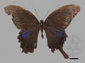 Papilio bianor subsp. takasago (specimen)