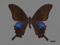 Papilio hoppo (specimen)