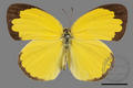 Eurema hecabe hobsoni (specimen)