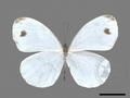 Leptosia nina subsp. niobe (specimen)