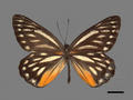 Delias lativitta subsp. formosana (specimen)