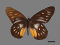 Delias posithoe subsp. curasena (specimen)