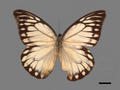Prioneris thestylis subsp. formosana (specimen)