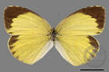 Eurema brigitta formosana (specimen)